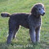 A photo of Prairieland Rock Me All Night Long, a silver standard poodle