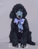 A picture of Violet, a silver standard poodle