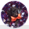 A photo of Sunridge Unforgettable Midnight Dreamz, a silver standard poodle