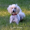 A photo of Sunridge Impressive Dreamz, a cream standard poodle