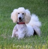 A photo of Sunridge Impressive Dreamz, a cream standard poodle