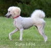 A photo of Sunridge Impressive Dreamz, a cream standard poodle