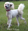 A picture of Sunridge Impressive Dreamz, a cream standard poodle