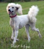 A photo of Sunridge Impressive Dreamz, a cream standard poodle