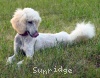 A photo of Sunridge Impressive Dreamz, a cream standard poodle