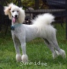 A photo of Sunridge Impressive Dreamz, a cream standard poodle