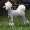 A photo of Sunridge Impressive Dreamz, a cream standard poodle