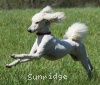 A photo of Sunridge Impressive Dreamz, a cream standard poodle