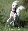 A photo of Sunridge Impressive Dreamz, a cream standard poodle