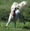 A photo of Sunridge Impressive Dreamz, a cream standard poodle