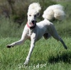 A photo of Sunridge Impressive Dreamz, a cream standard poodle