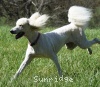 A photo of Sunridge Impressive Dreamz, a cream standard poodle
