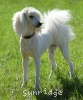 A photo of Sunridge Impressive Dreamz, a cream standard poodle