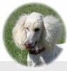 A photo of Sunridge Impressive Dreamz, a cream standard poodle