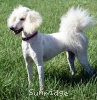 A photo of Sunridge Impressive Dreamz, a cream standard poodle