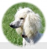 A photo of Sunridge Impressive Dreamz, a cream standard poodle