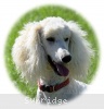 A photo of Sunridge Impressive Dreamz, a cream standard poodle