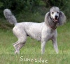 A photo of Mithril Piper In the Sky, a silver standard poodle