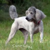 A photo of Mithril Piper In the Sky, a silver standard poodle