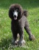 A photo of Mithril Kelly Girl On Water Hill, a silver standard poodle