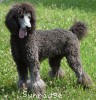 A photo of Mithril Kelly Girl On Water Hill, a silver standard poodle