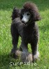 A photo of Mithril Kelly Girl On Water Hill, a standard poodle