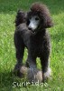 A photo of Mithril Kelly Girl On Water Hill, a silver standard poodle