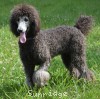 A photo of Mithril Kelly Girl On Water Hill, a silver standard poodle