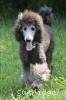 A photo of Mithril Kelly Girl On Water Hill, a silver standard poodle