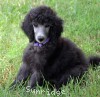 A photo of Sunridge Unforgettable Midnight Dreamz, a silver standard poodle