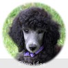 A photo of Sunridge Unforgettable Midnight Dreamz, a silver standard poodle