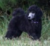 A photo of Sunridge Unforgettable Midnight Dreamz, a silver standard poodle