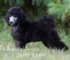 A photo of Sunridge Unforgettable Midnight Dreamz, a silver standard poodle