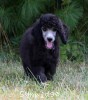 A photo of Sunridge Unforgettable Midnight Dreamz, a silver standard poodle