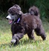 A photo of Sunridge Unforgettable Midnight Dreamz, a silver standard poodle