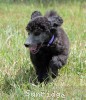 A photo of Sunridge Unforgettable Midnight Dreamz, a silver standard poodle