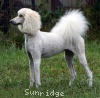 A photo of Sunridge Impressive Dreamz, a cream standard poodle