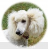 A photo of Sunridge Impressive Dreamz, a cream standard poodle