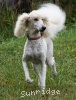 A photo of Sunridge Impressive Dreamz, a cream standard poodle