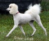 A photo of Sunridge Impressive Dreamz, a cream standard poodle