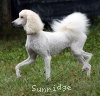 A photo of Sunridge Impressive Dreamz, a cream standard poodle