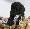 A photo of Sunridge Midnight Warrior, a blue standard poodle