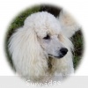 A photo of Sunridge Vision In the Moonlight, a white standard poodle