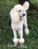 A photo of Sunridge Vision In the Moonlight, a white standard poodle