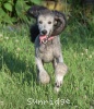 A picture of Violet, a silver standard poodle