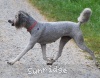 A photo of Mithril Piper In the Sky, a silver standard poodle