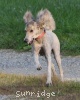 A photo of Mithril Piper In the Sky, a silver standard poodle