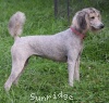 A photo of Mithril Piper In the Sky, a silver standard poodle