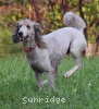 A picture of Mithril Piper In the Sky, a silver standard poodle