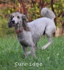 A photo of Mithril Piper In the Sky, a silver standard poodle